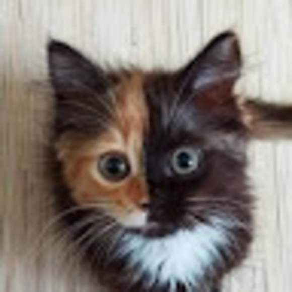 Meet your Posher, Jayfeather - Picture 1 of 1